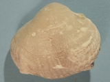 Brachiopod